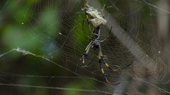 Trichonephila clavipes