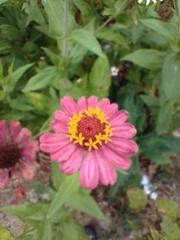 Zinnia elegans