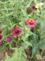 Zinnia elegans
