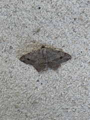 Macaria aequiferaria