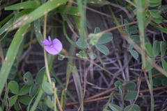 Tephrosia cinerea