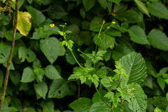 Ranunculus multifidus
