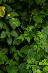 Ranunculus multifidus