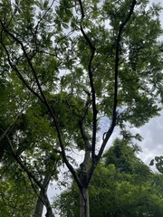 Zanthoxylum setulosum