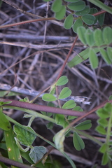 Tephrosia cinerea