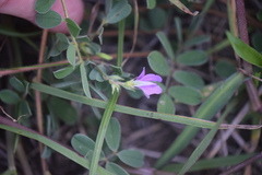 Tephrosia cinerea