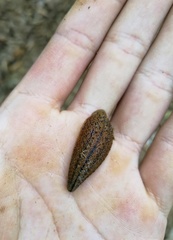 Haemadipsa