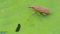Lixus impressiventris