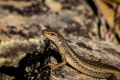 Oligosoma grande