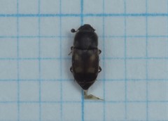 Nitidula carnaria