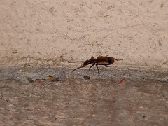 Polistichus connexus