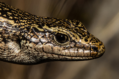Oligosoma grande