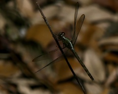 Erythrodiplax umbrata