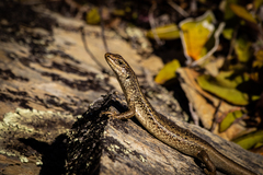 Oligosoma grande