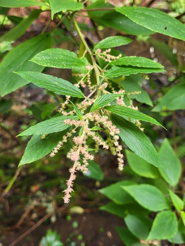 Gesnouinia arborea (L.fil.) Gaudich.