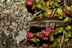 Oligosoma grande