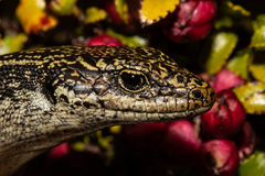 Oligosoma grande