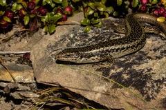 Oligosoma grande