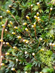 Pogonatum aloides image