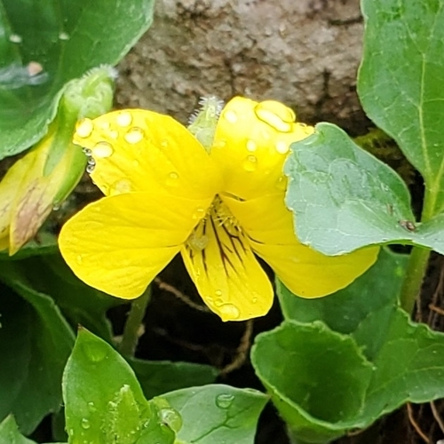 downy yellow violet (Viola pubescens)