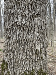 Fraxinus quadrangulata