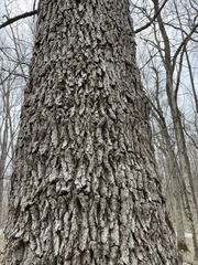 Fraxinus quadrangulata