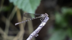 Argia sedula