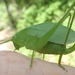 Western Round-winged Katydid - Photo (c) Gary St.Clair, some rights reserved (CC BY-NC), uploaded by Gary St.Clair