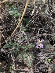 Astragalus nothoxys