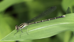 Argia tibialis