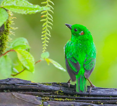 Chlorochrysa phoenicotis