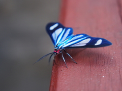 Agyrta