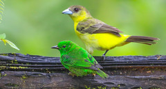 Chlorochrysa phoenicotis