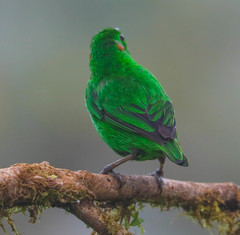 Chlorochrysa phoenicotis