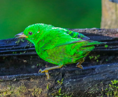 Chlorochrysa phoenicotis