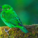 Chlorochrysa Tanagers - Photo (c) rwcannon57, some rights reserved (CC BY-NC)