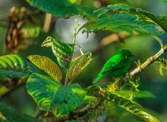 Chlorochrysa phoenicotis