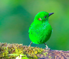 Chlorochrysa phoenicotis