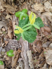 Trillium luteum