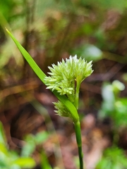 Canary Wood-rush (Luzula canariensis)