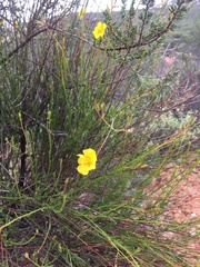 Crocanthemum aldersonii