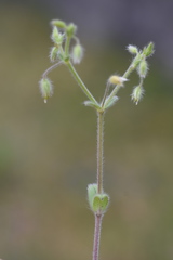 Cerastium tenoreanum