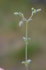 Cerastium tenoreanum