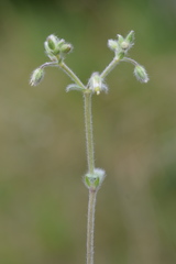 Cerastium tenoreanum