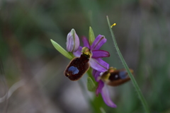 Ophrys bertolonii flavicans