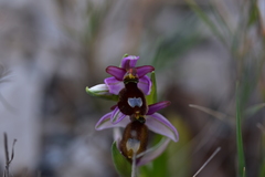 Ophrys bertolonii flavicans