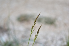 Helictotrichon convolutum