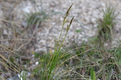 Helictotrichon convolutum