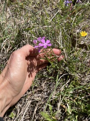 Phlox cuspidata