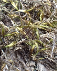 Dichelyma capillaceum